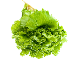 Lettuce (Salaad pata)